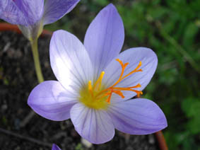 Crocus speciosus 'conqueror'